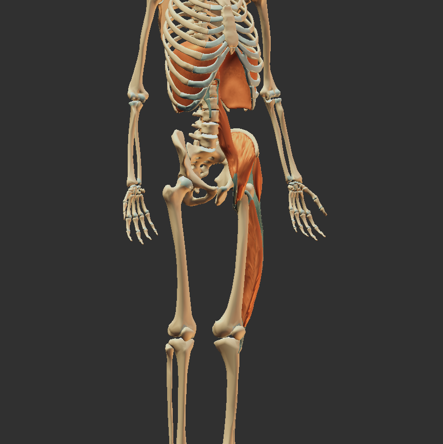Anatomical view of the muscles of the Left AIC chain, showing the left diaphragm, psoas, iliacus, vastus lateralis and tensor fascia latae muscles on a 3D skeleton